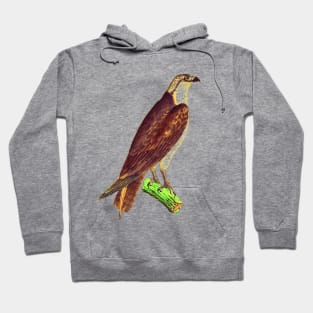 hawk,bald eagle,falcon,golden eagle,birdie,bird Hoodie